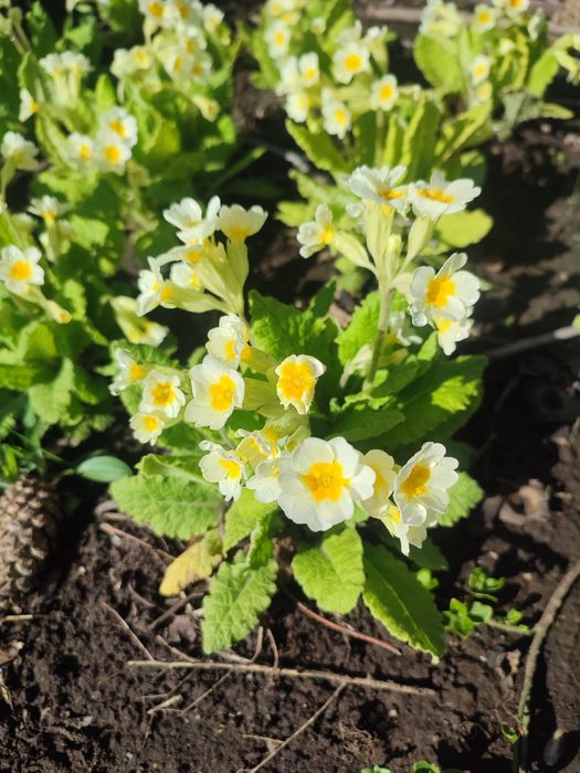 Ирисы,Примула садовая 4х цветов