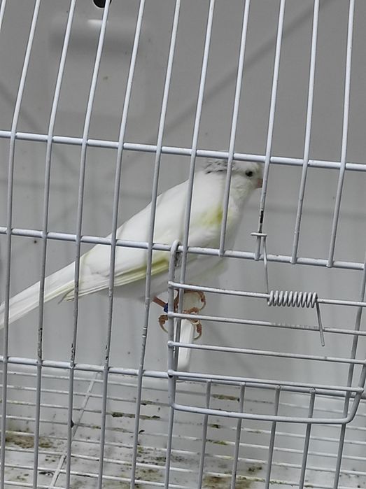 Canários Poupa Alemão