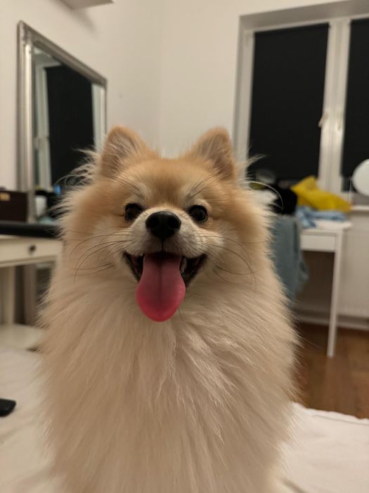 Hugo szpic miniaturowy 2 lata Adopcja