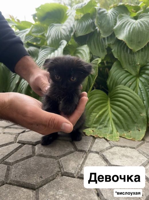 Отдам котят в хорошие руки