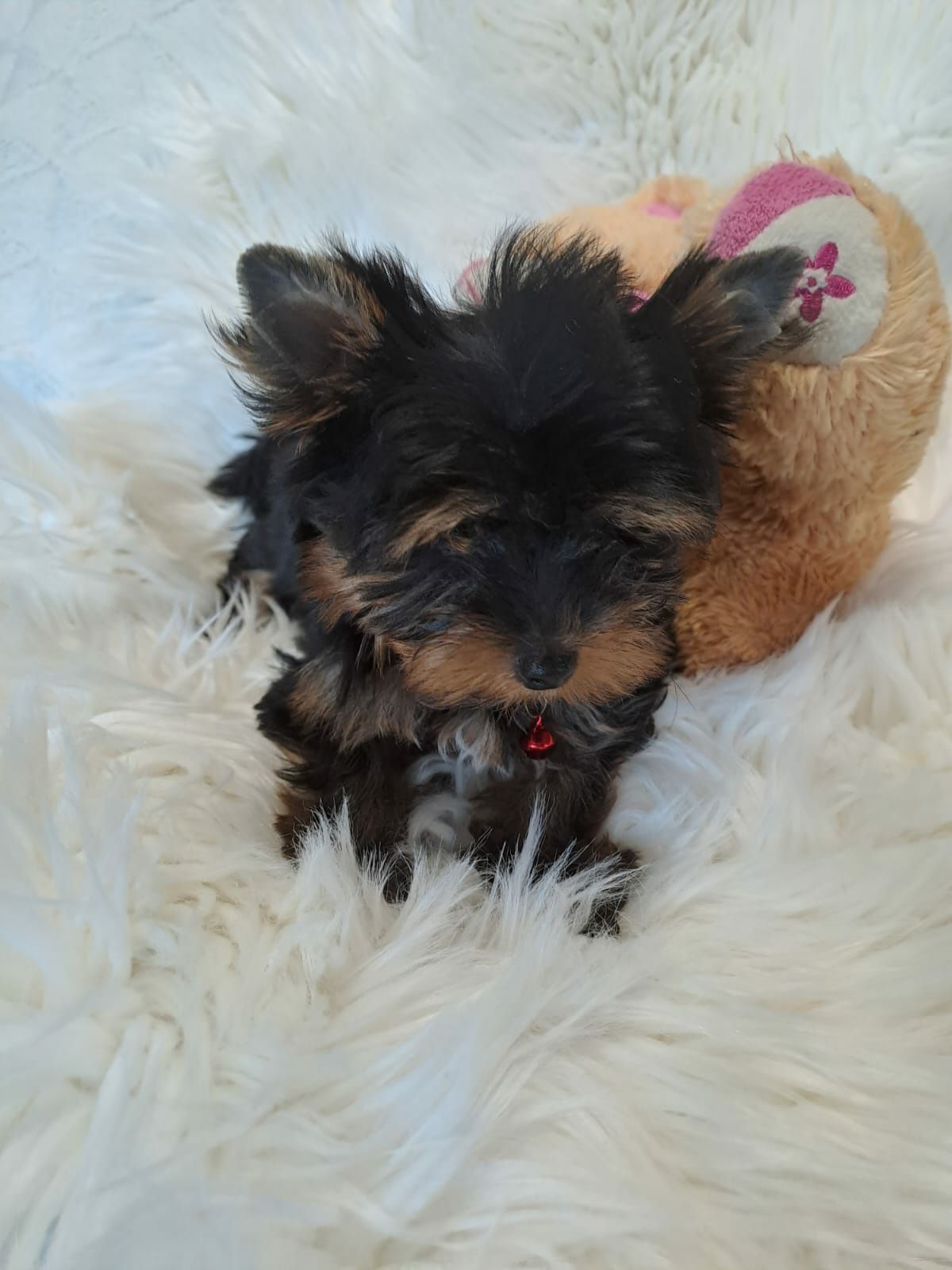 **MOLI**Yorkshire terrier sunia do rezerwacji