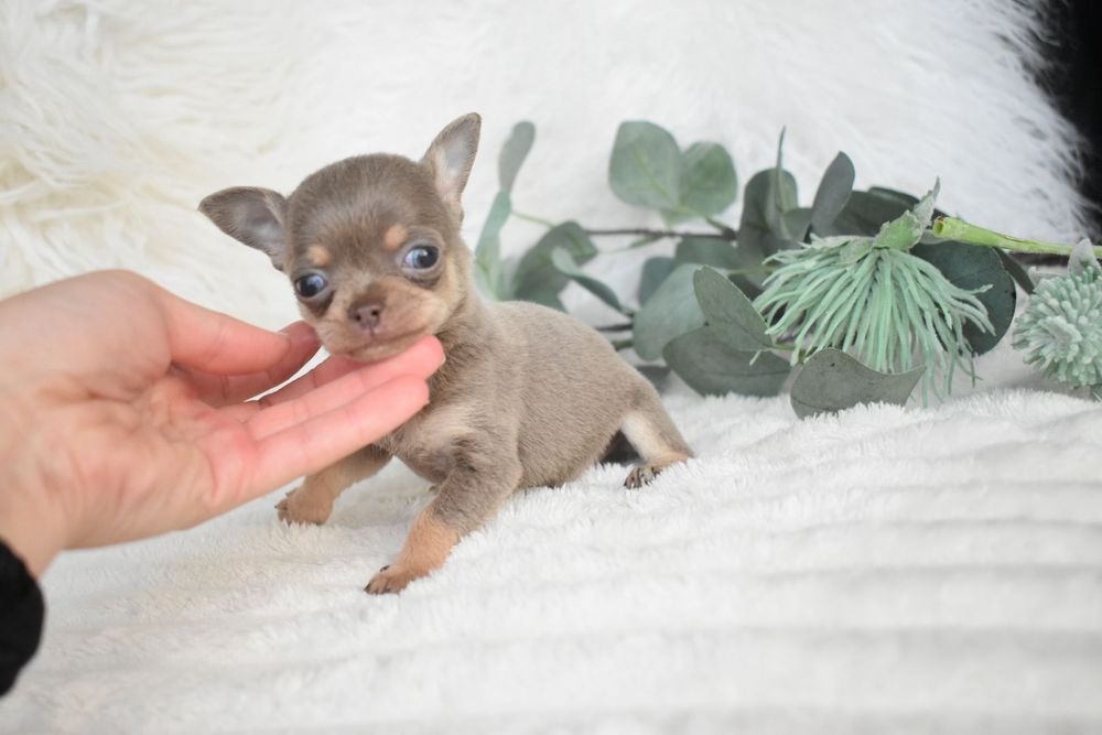Chihuahua  Super Mini. Menino .Lilac Tan. Cabeça de maçã. Perfeito!