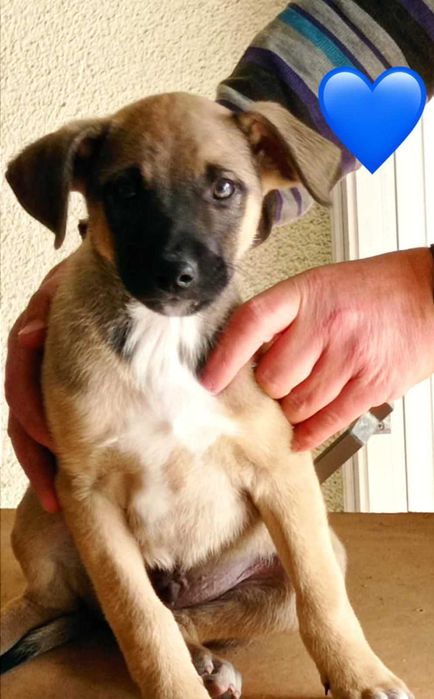 Bebés para adoção responsável 
Bebés para adoção responsável