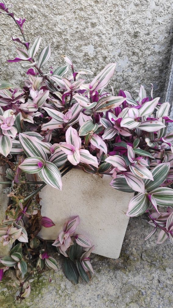 Tradescantia zebrina