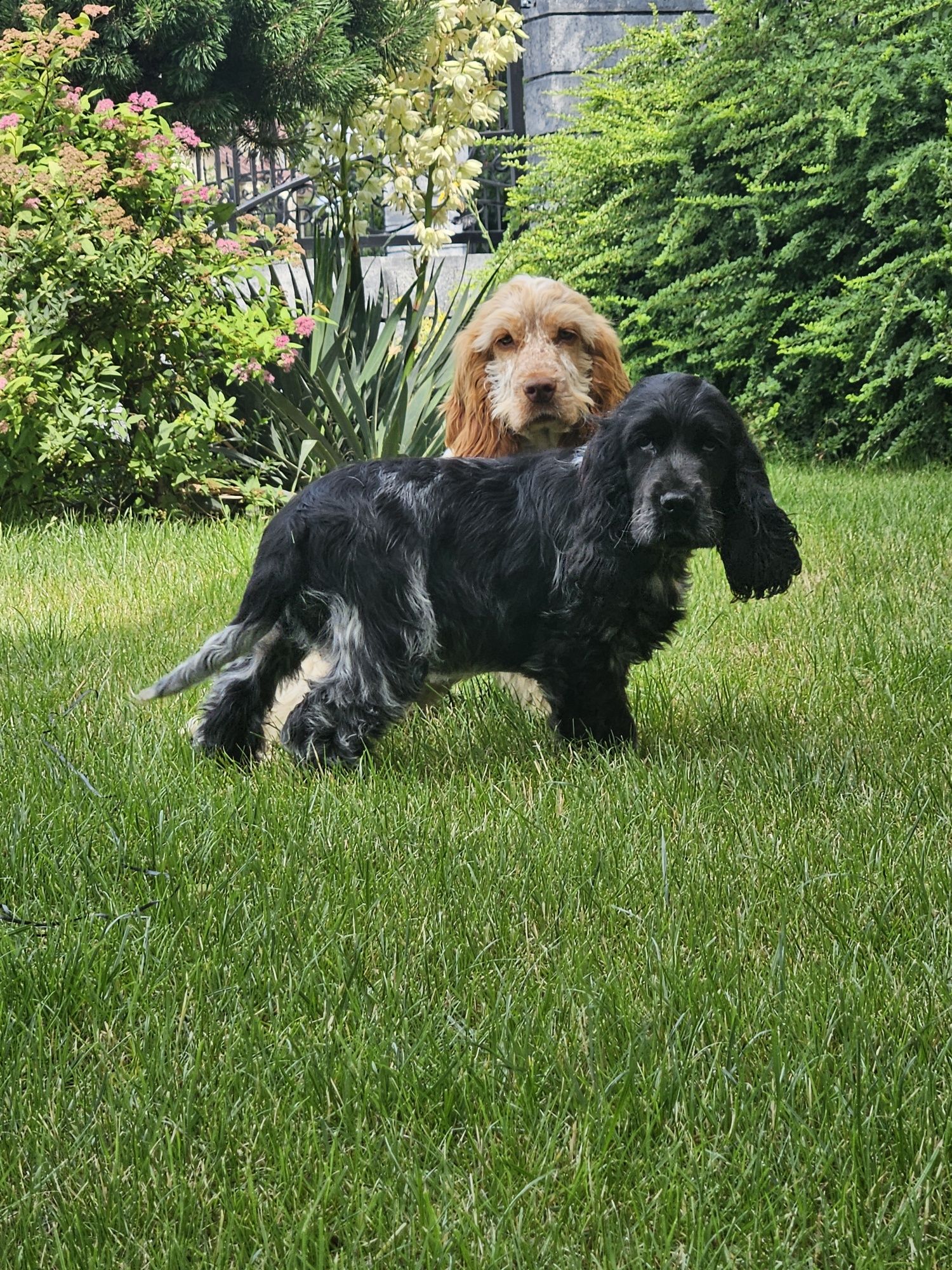 Oskar Cocker spaniel Angielski