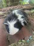 Świnka morska Sheltie 'Skunks' młody