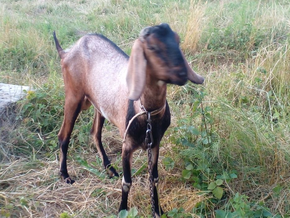 Случка з англо-нубійським козлом