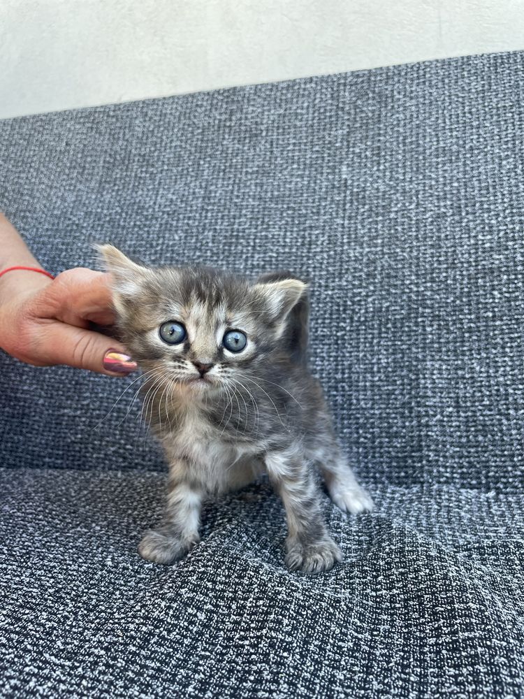 Котики шукають родину