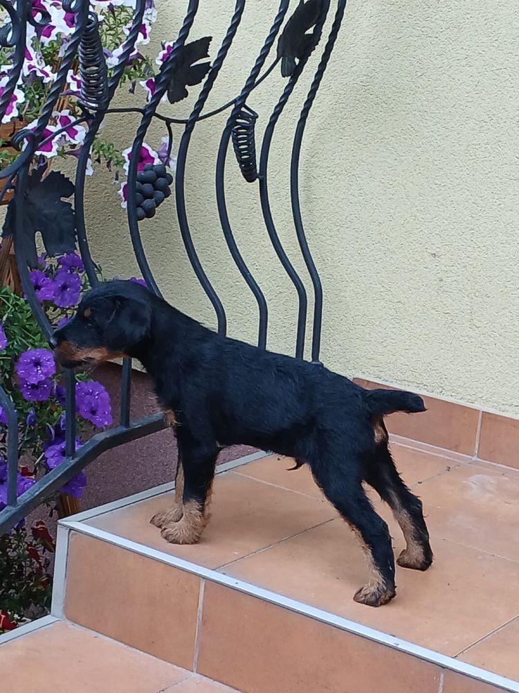Terrier niemiecki śliczny piesek