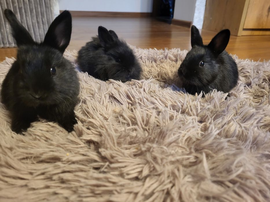 Króliki miniaturki czarne