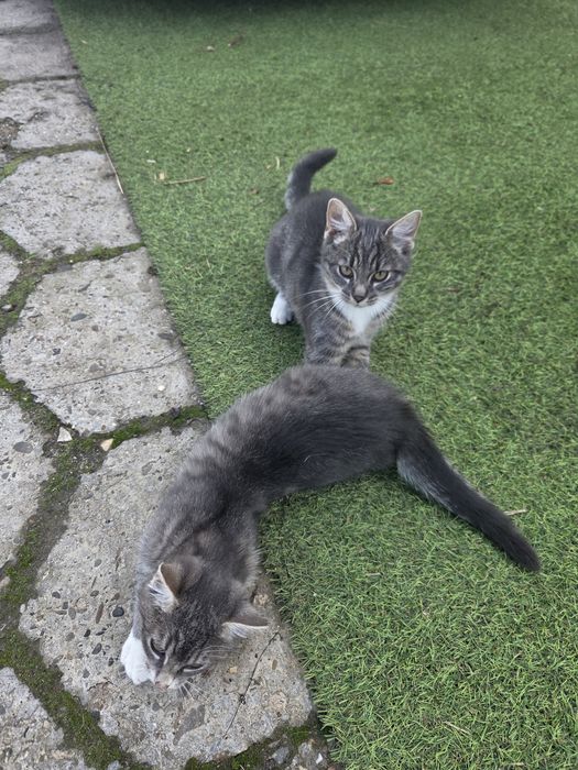 Kotki kot kotek oddam za darmo