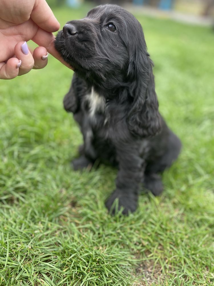 Suczka cocker spaniel angielski czarna z bialym badania genetyczne