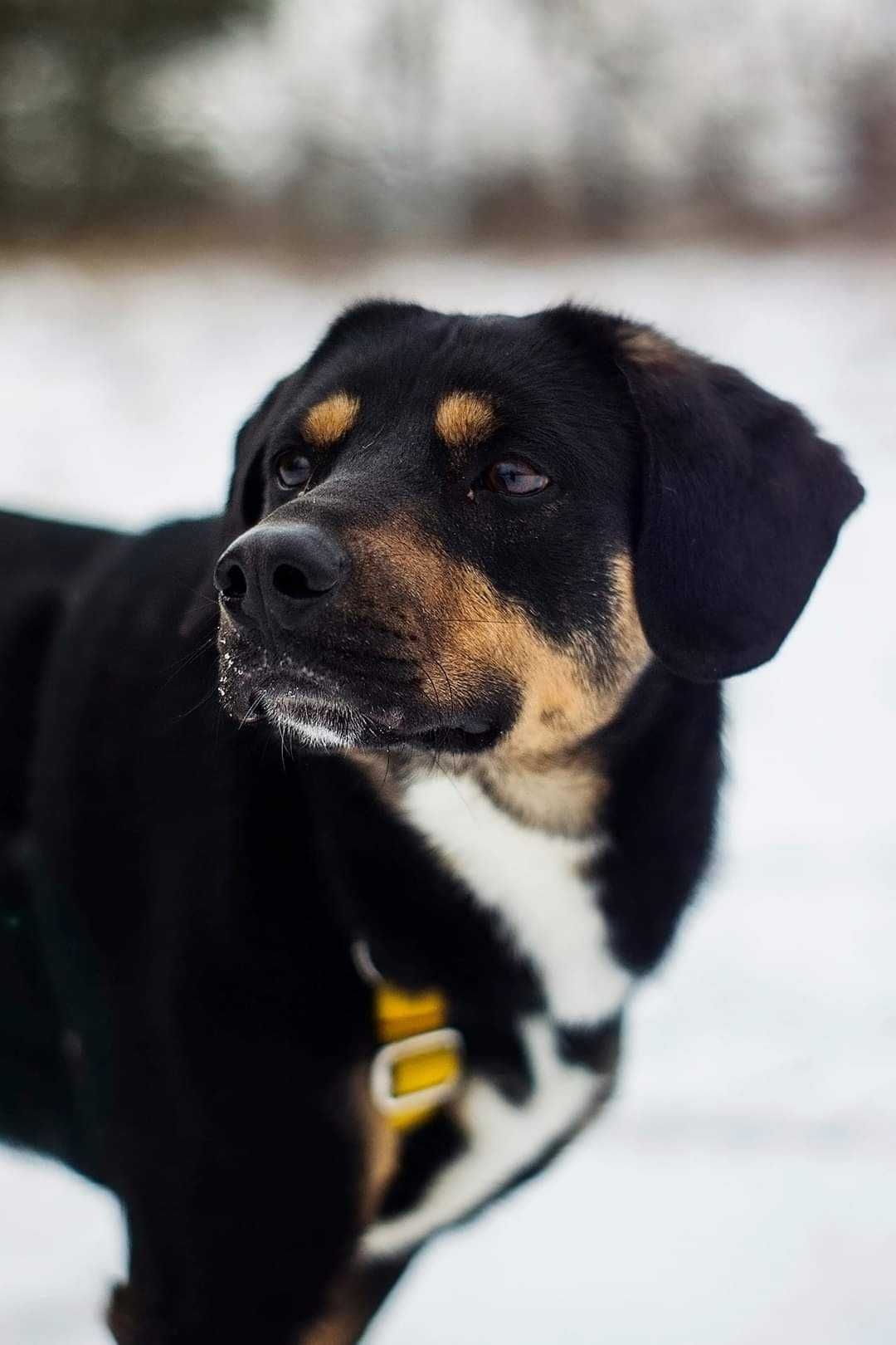Fenomenalny, niesamowicie proludzki, aktywny psiak do adopcji!
