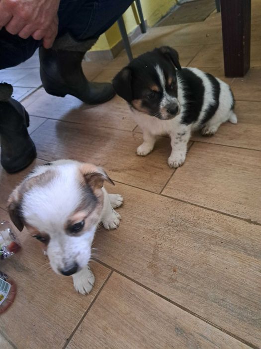 Szczeniaki na wydanie