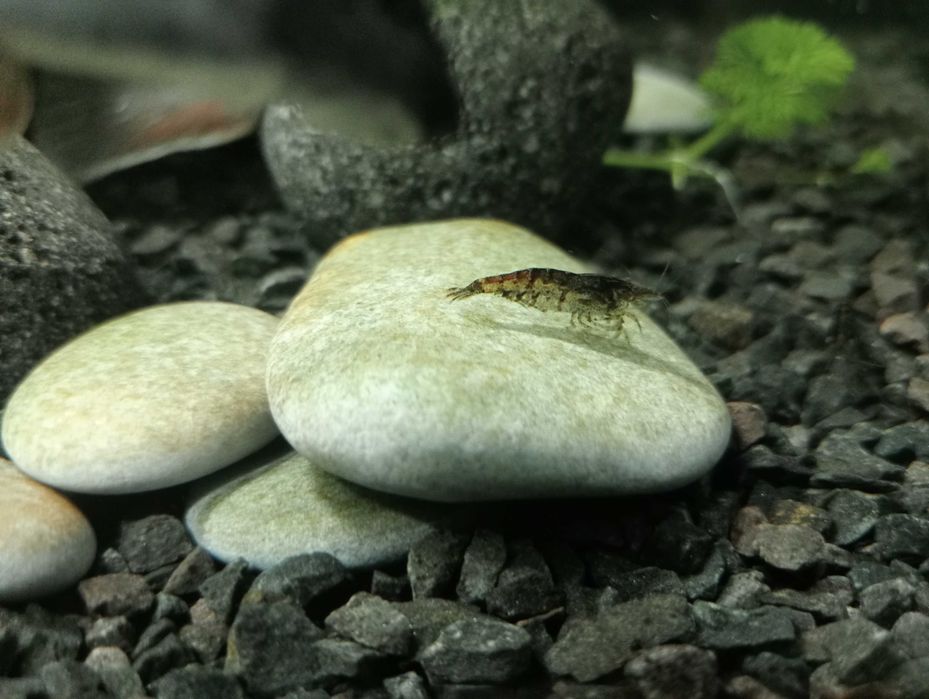 Krewetka , krewetki akwariowe :] oddam za darmo
