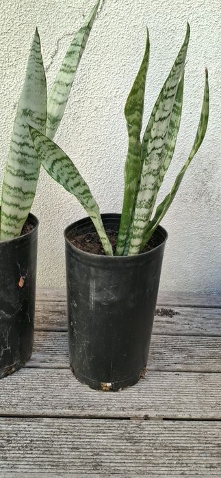 Par de plantas espetada sao jorge