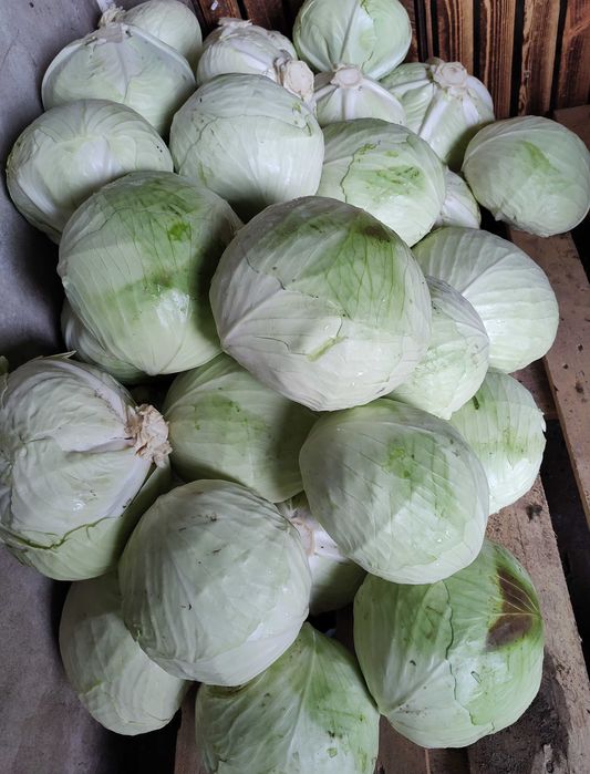 Kapusta odmiany agresor