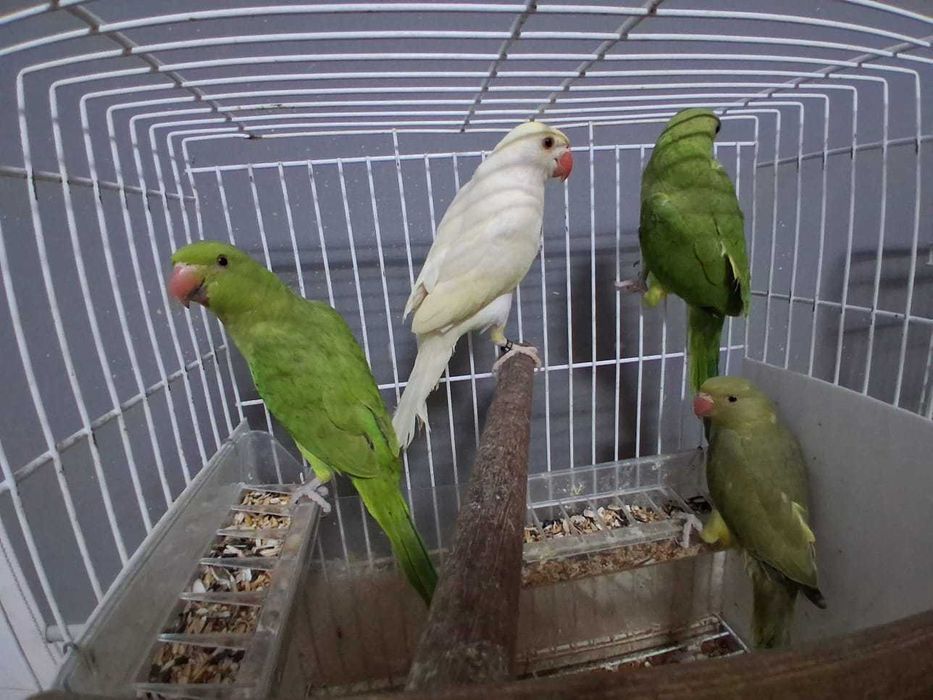 Ring necks e agapórnis para troca