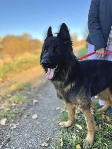 Owczarek niemiecki do adopcji