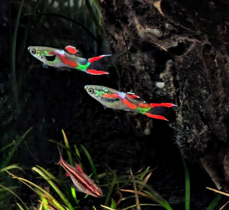 Peixes Guppy Endlers