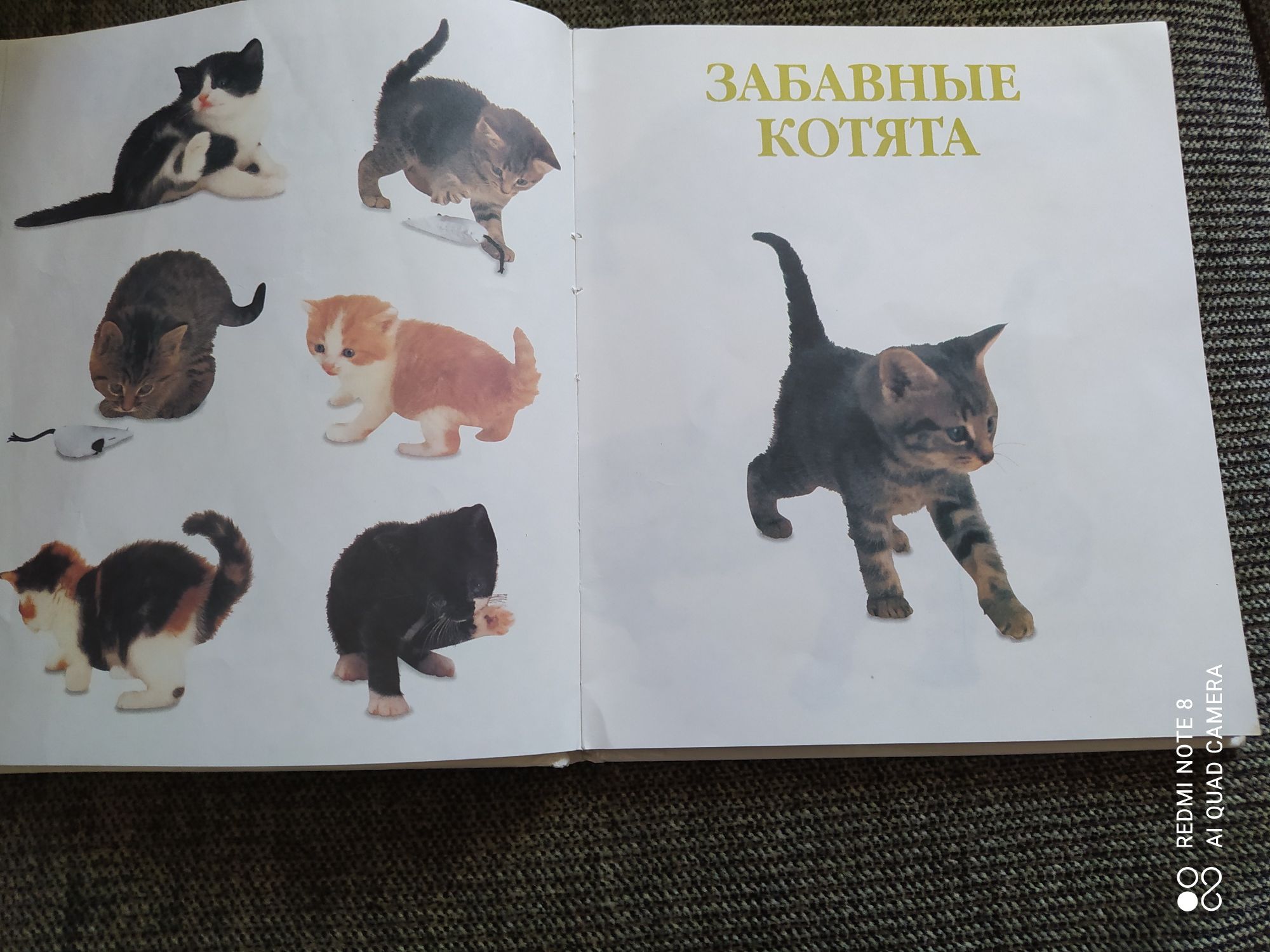 Мои любимые зверюшки.   Моя первая книга с картинками