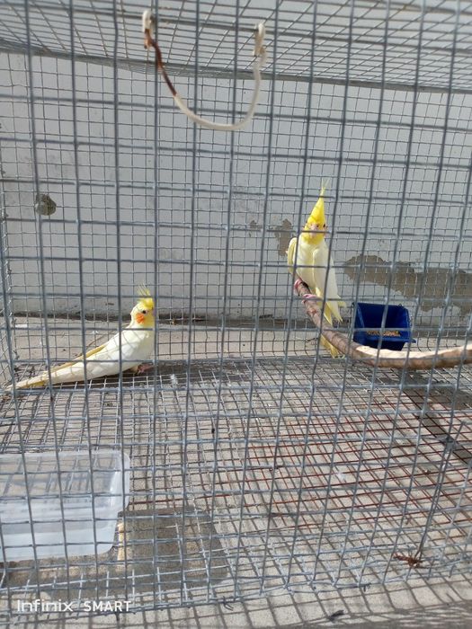 Cacatua uma casal