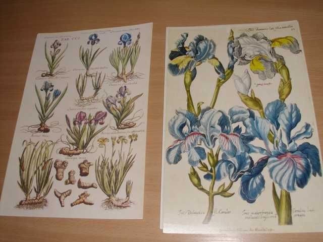 Zielnik - Kwiaty  reprint XIX w. grafik