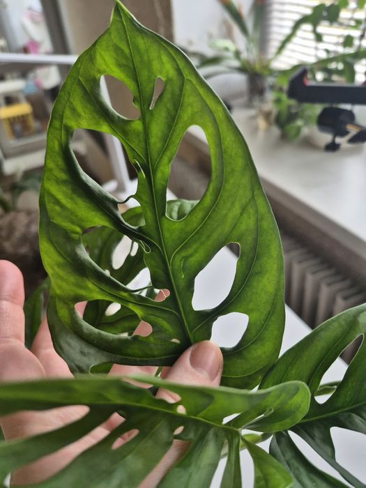 Монстера Манкі 3 міцних стовбури з великим листям
