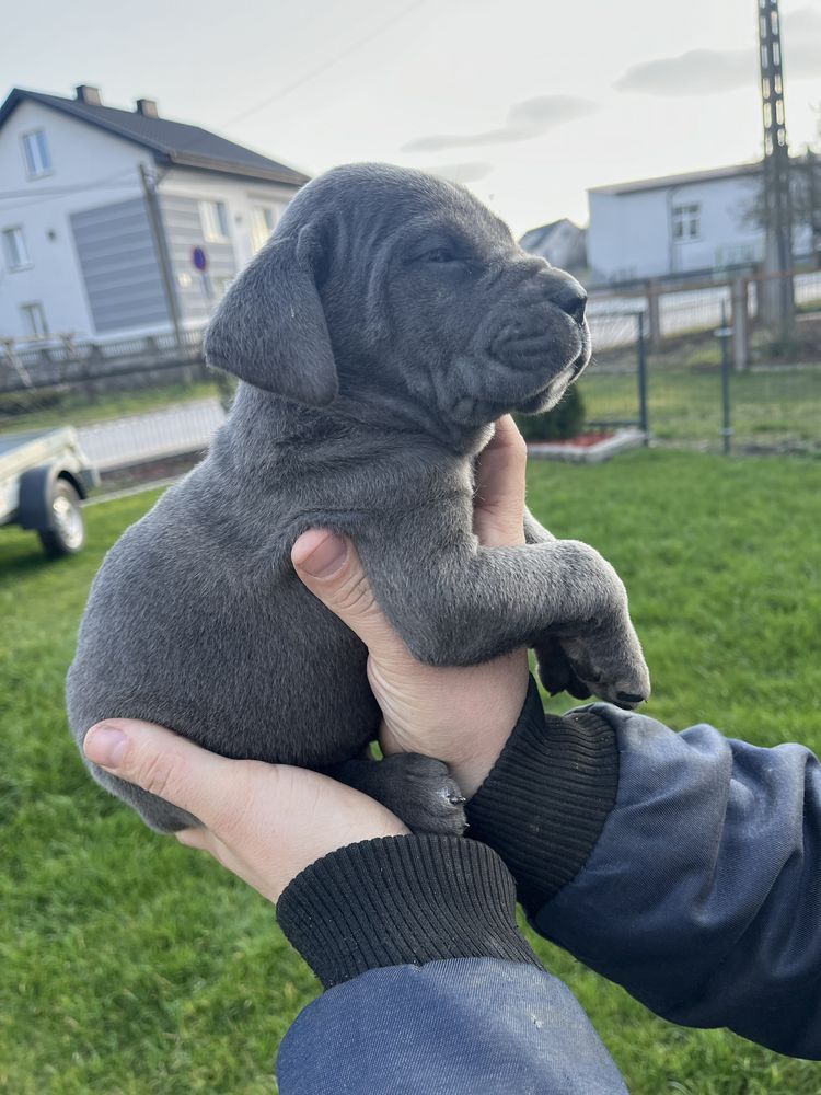 Cane Corso mocny pies