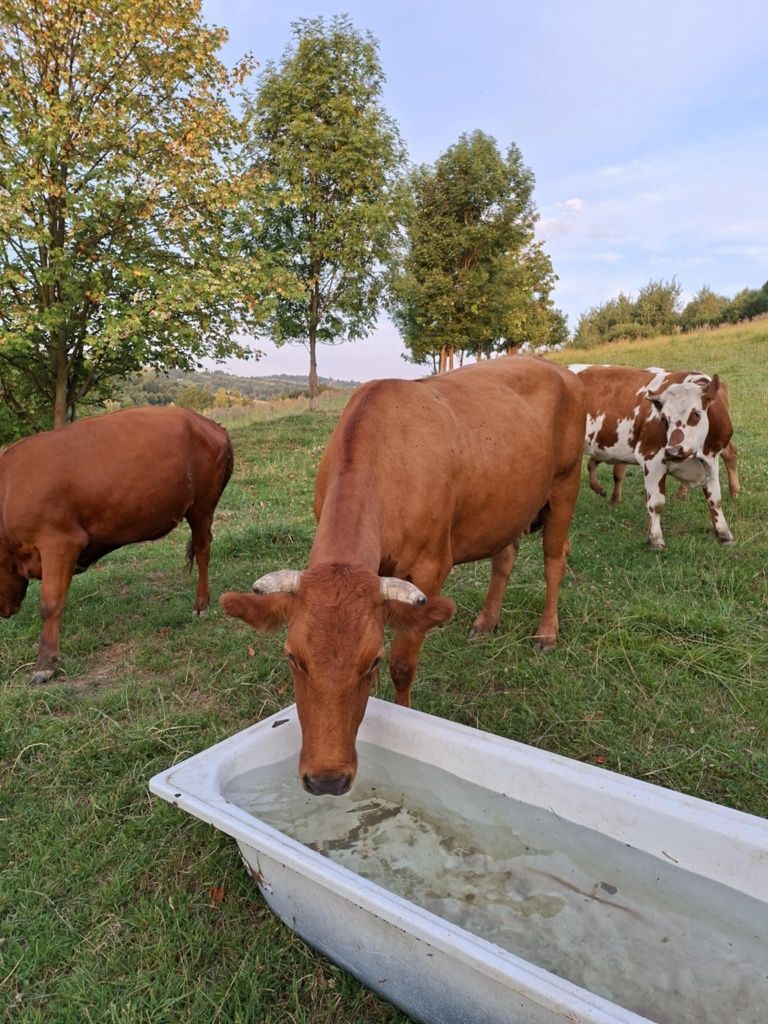 Ciele, Jałówka, krowa cielna