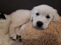 Golden Retriever Piesek