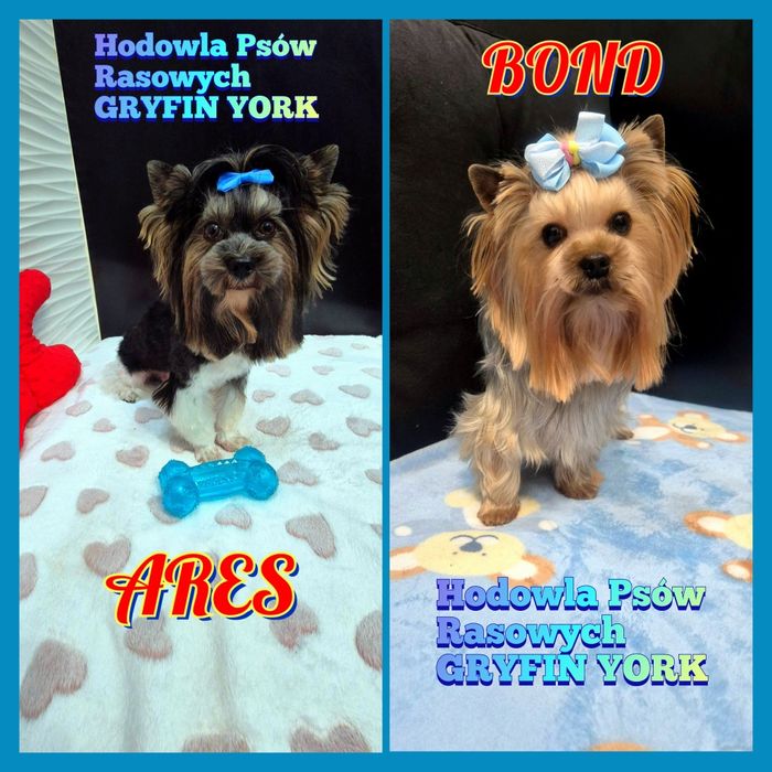 Reproduktor krycie yorkshire terrier i biewer