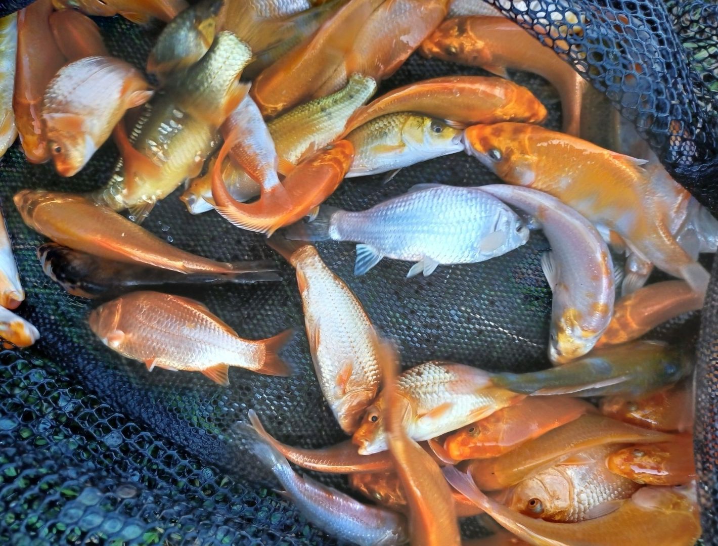 Karp koi narybek kroczek Karp Tołpyga lin