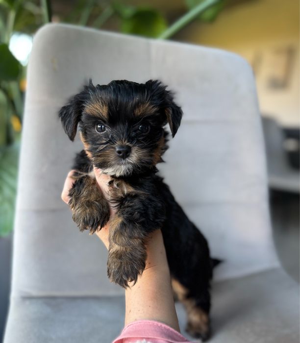 Śliczny malutki piesek Yorkshire Terrier