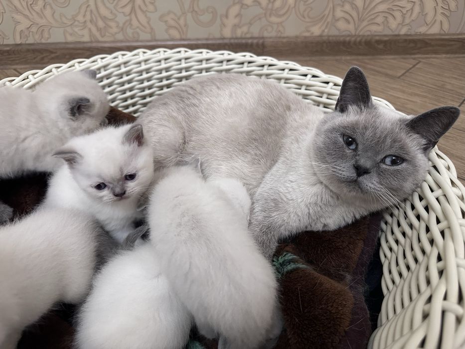 Кошенята Скоттіш-страйт