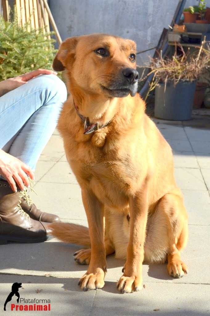 CAMPEÃO - Cãozinho para Adoção!