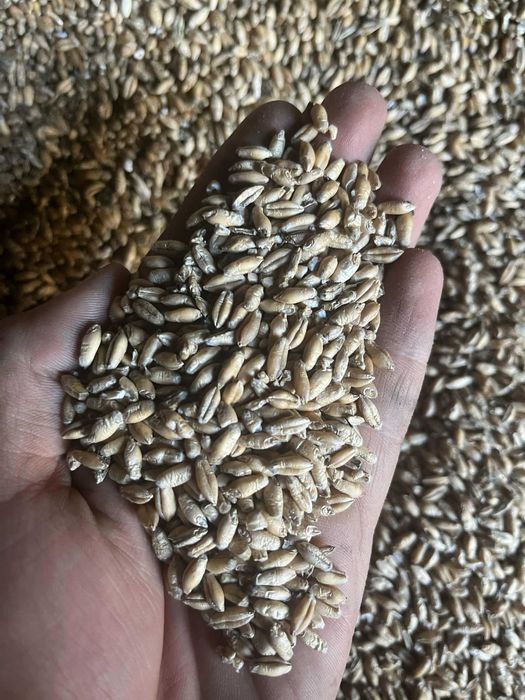 Pszenżyto ozime paszowe