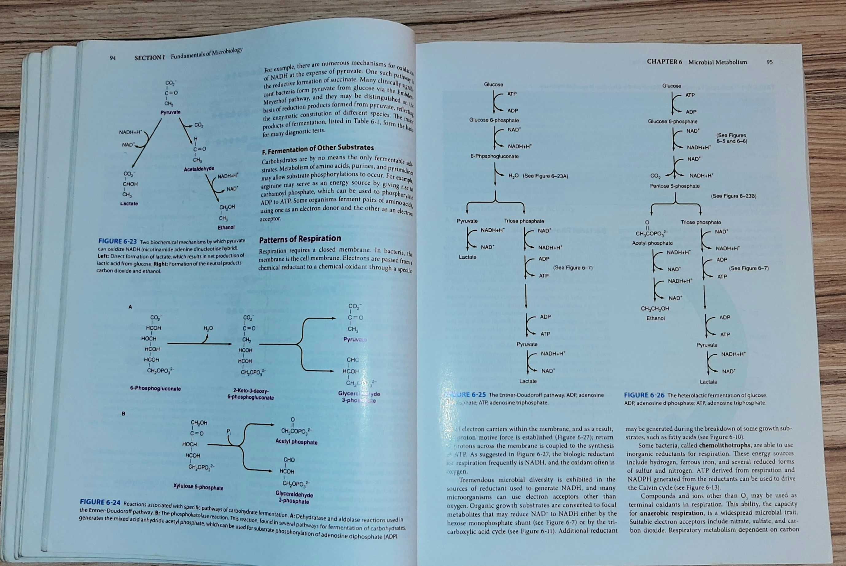 Medical microbiology Энциклопедия медицина учебник підручник