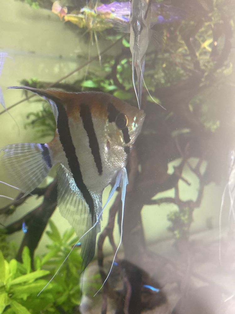 Casal Scalare Manacapuru red back