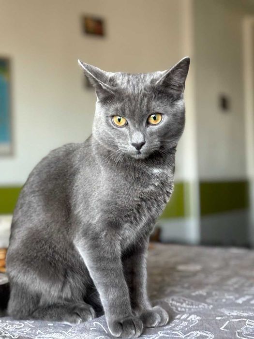 Кіт на в'язку, 1 рік, британець. Звуть Усик