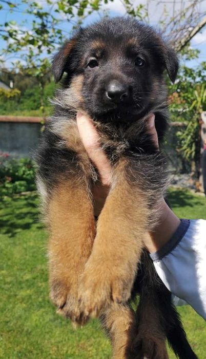 Super Cachorro Disponível