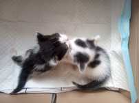 Kotki do adopcji