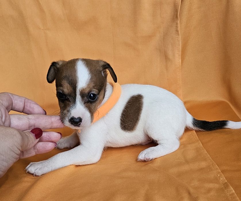 Jack Russell Terrier