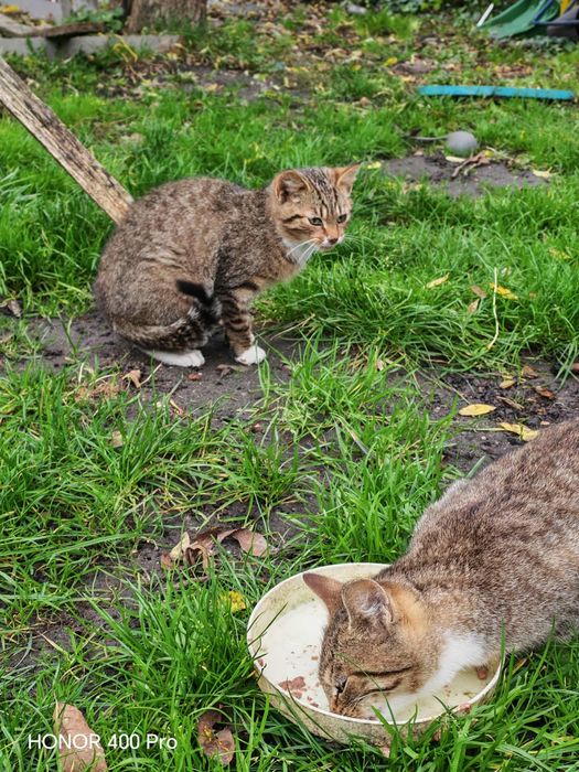 Dwie kotki szukają nowego domku