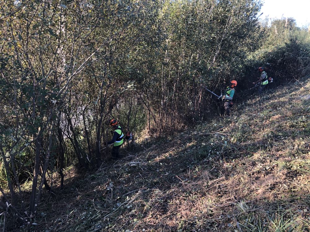 Limpezas florestais  abates de árvores