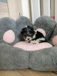 Yorkshire terrier biewer suczka