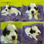 Lagotto Romagnolo FCI – biało-brązowy piesek, miot STRANGER, Trufflove