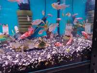 Bojownik samica koi nemo mix kolorów