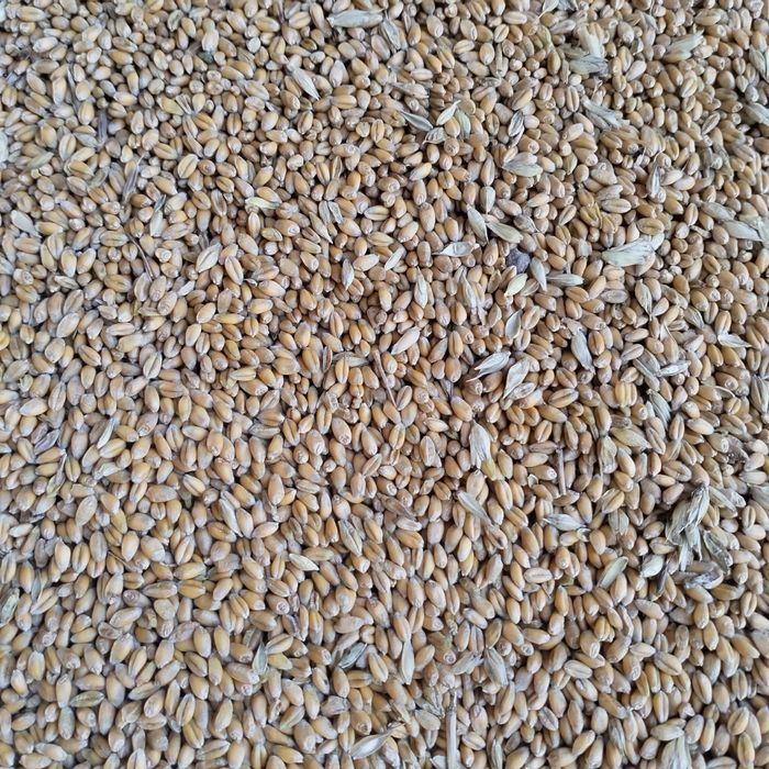 Pszenica ozima i jęczmień