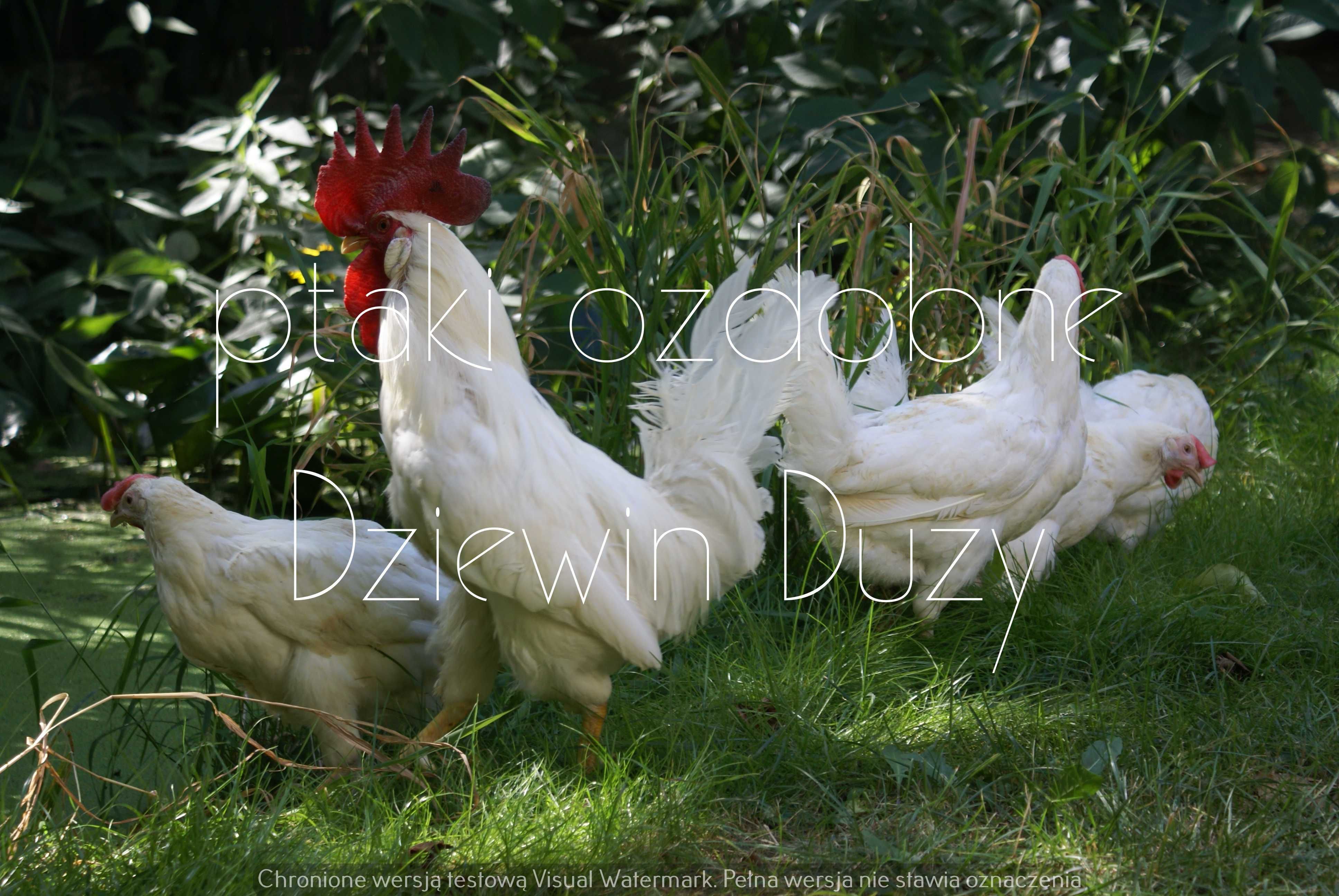 leghorn leghorny młode 2025 dostawa